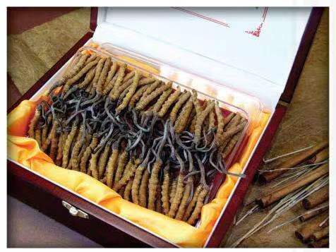 长城区冬虫夏草回收